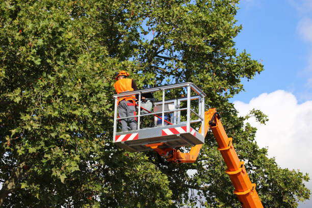 How Our Tree Care Process Works  in  Ligonier, IN