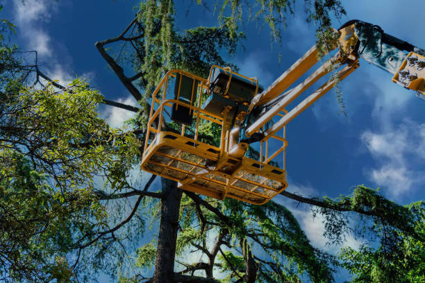 Reliable Ligonier, IN Tree Removal Solutions